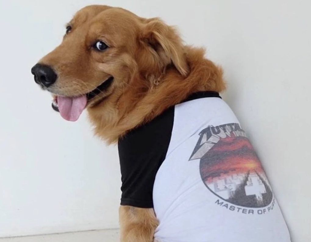 Un perro se escapa de casa para ir a ver a Metallica